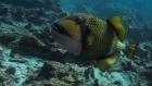 Triggerfish Foto. MiD